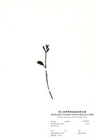 藏品(大葉桉)的圖片